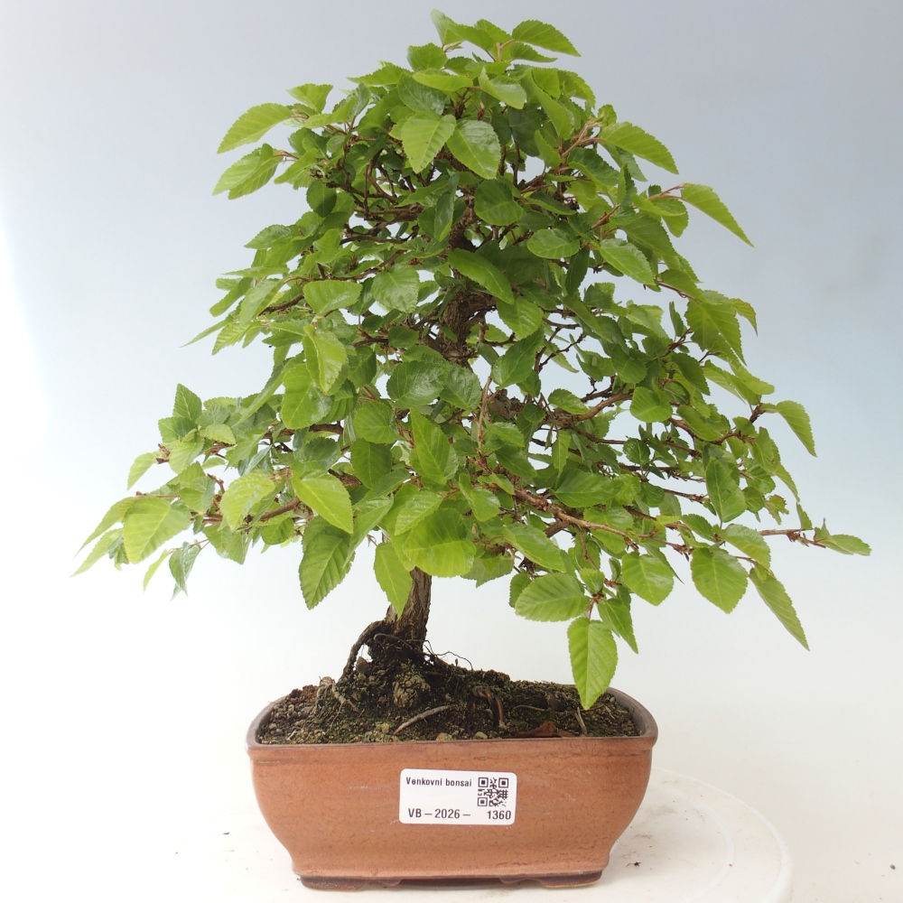 Bonsai voor buiten -Carpinus CARPINOIDES - Koreaanse haagbeuk