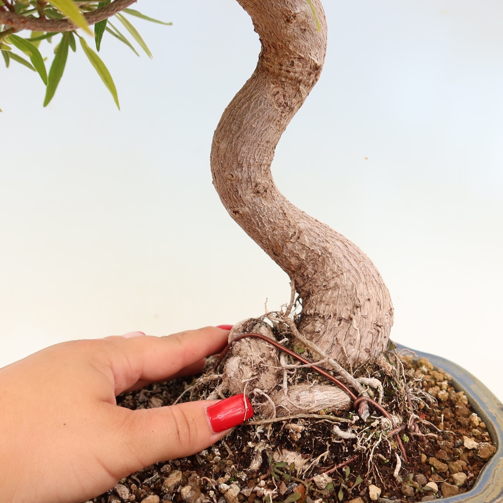 Kamerbonsai - Ficus nerifolia - kleinbladige ficus