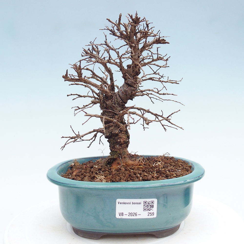 Bonsai voor buiten - Zelkova - Zelkova NIRE