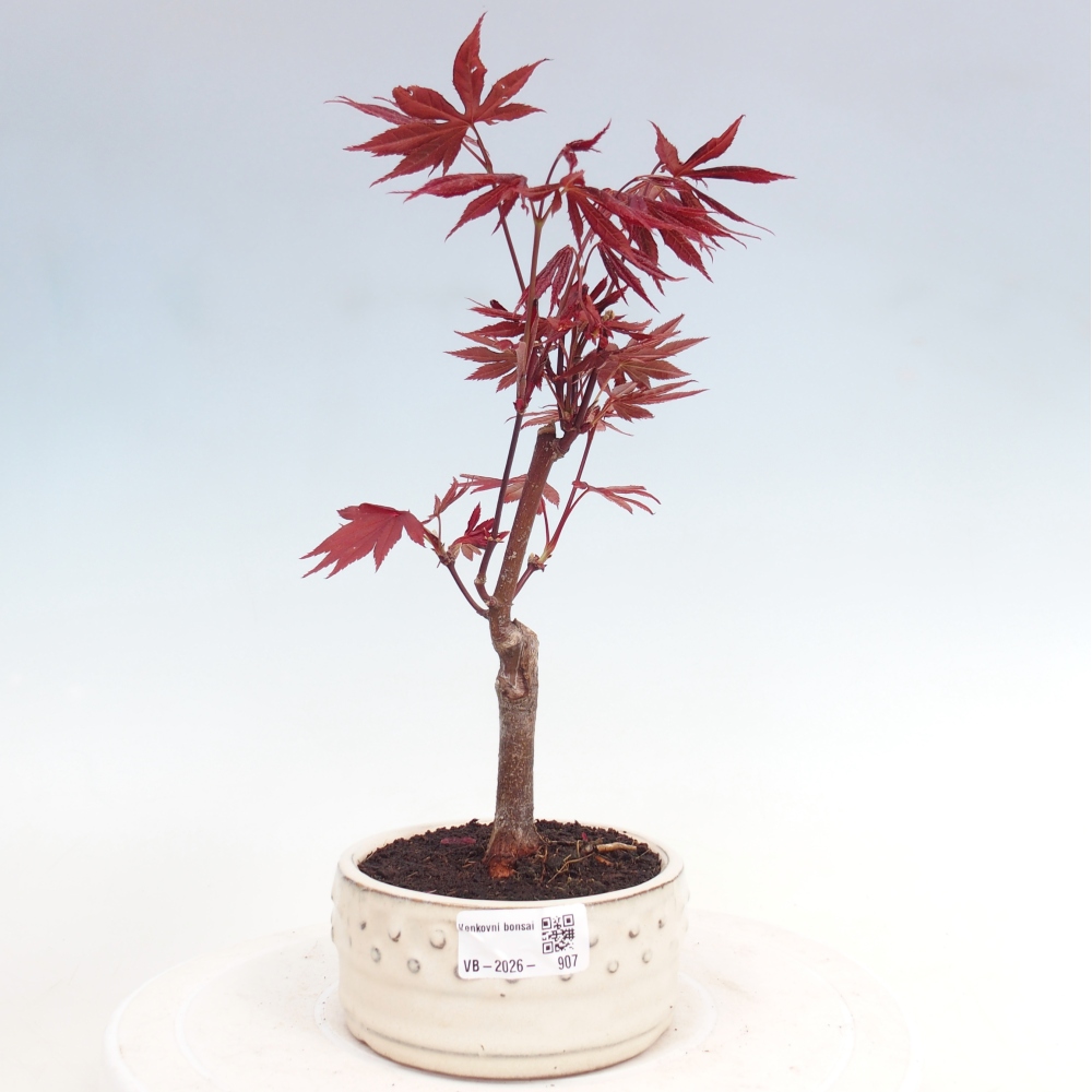 Bonsai voor buiten - Acer palm. Atropurpureum-Javorpalm