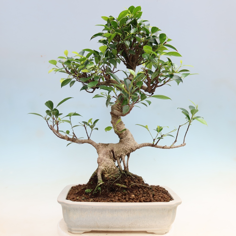Kamerbonsai - Ficus kimmen - kleinbladige ficus