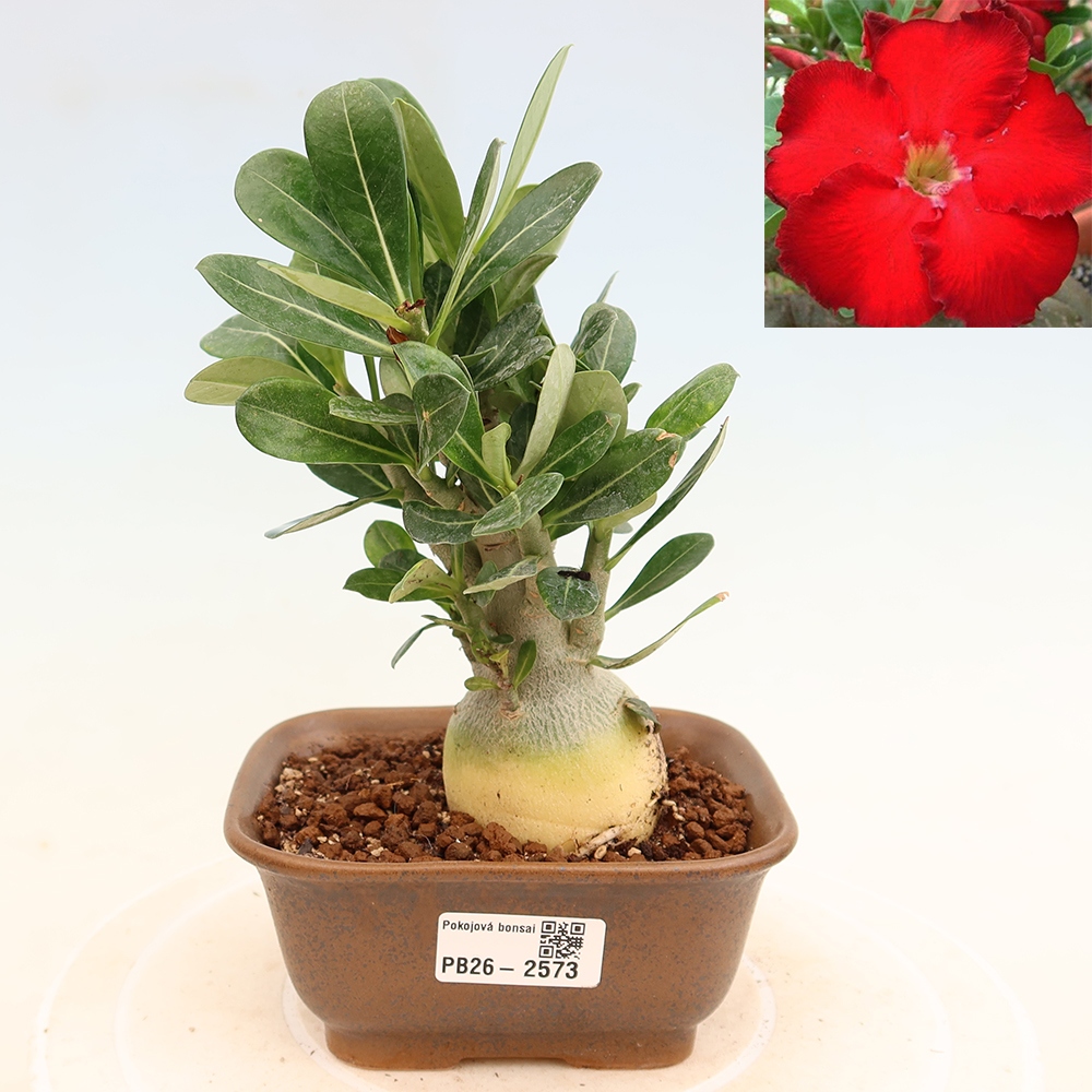 Kamerbonsai - Adenium obesum Red Star - Woestijnroos
