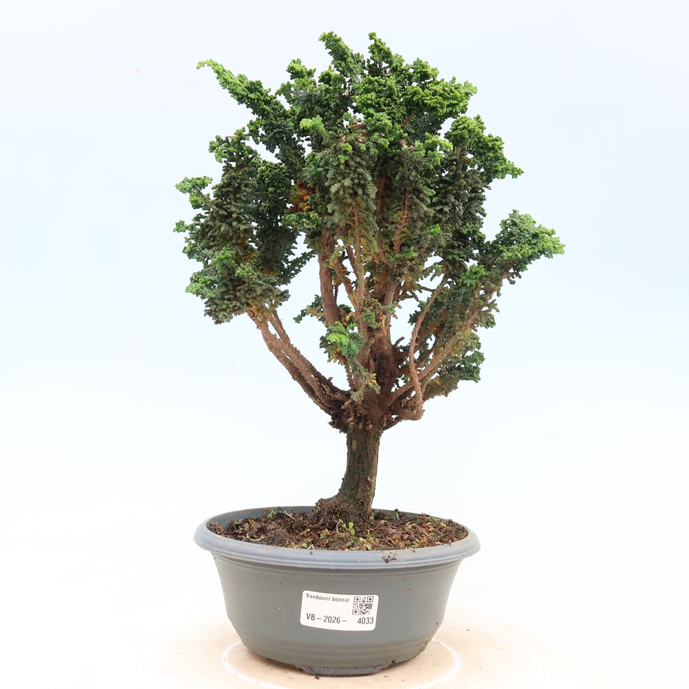 Bonsai voor buiten - Cham. obtusa SEKKA HINOKI - Cipres