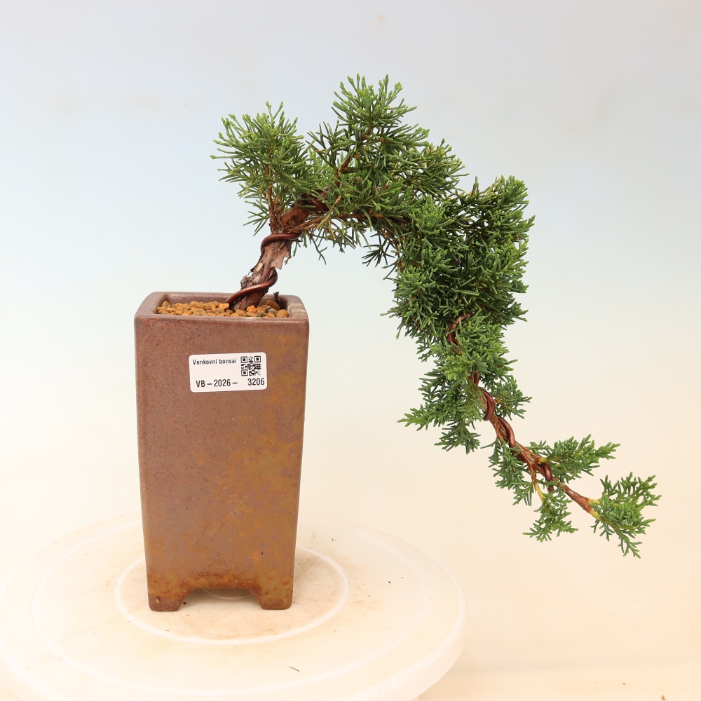 Bonsai voor buiten - Juniperus chinensis Kishu