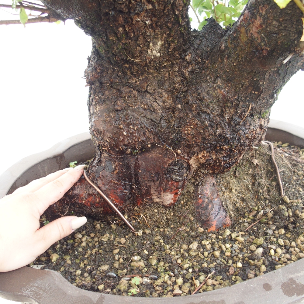 Bonsai voor buiten - Mahalebka - Prunus mahaleb