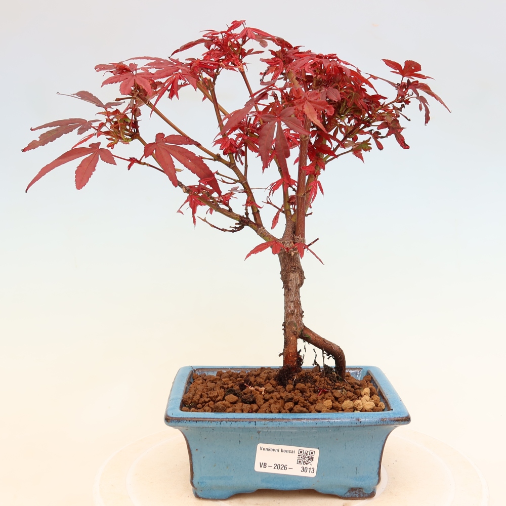 Buitenbonsai - Palmbladige esdoorn  - Acer palmatum Berry Broom 