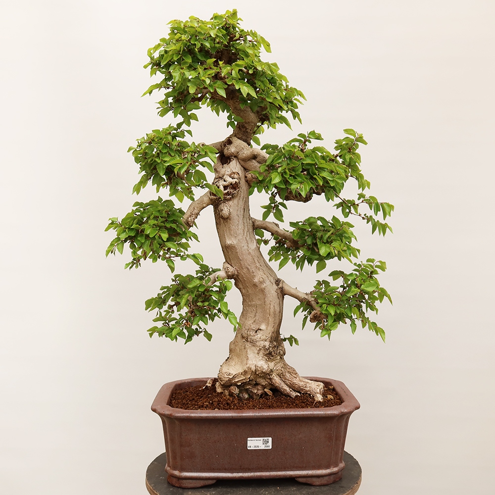 Bonsai voor buiten -Carpinus Coreana - Koreaanse haagbeuk