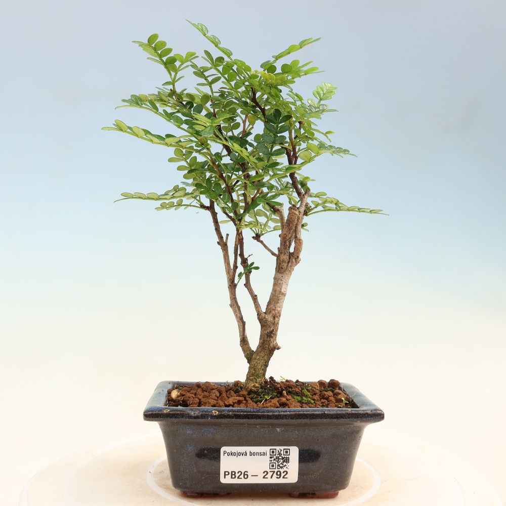 Kamerbonsai - Zantoxylum piperitum - peperboom