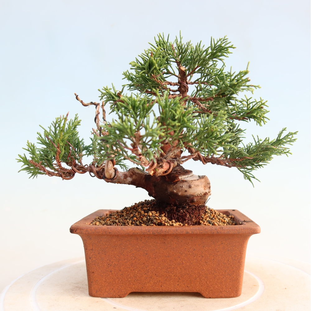 Bonsai voor buiten - Juniperus chinensis Itoigawa