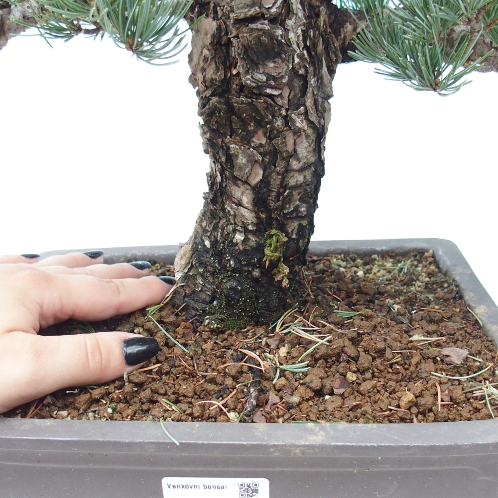 Bonsai voor buiten - Pinus parviflora - Pinus parviflora