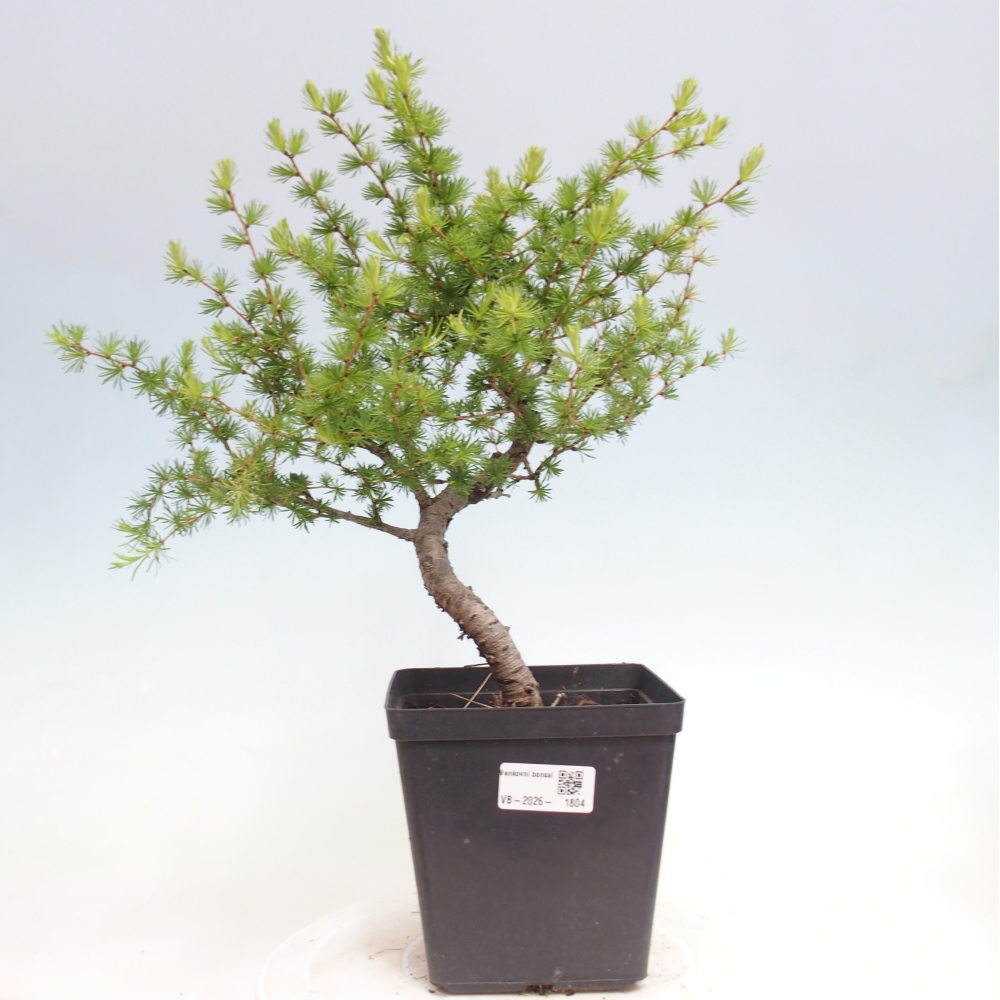 Bonsai voor buiten -Larix decidua - Lariks