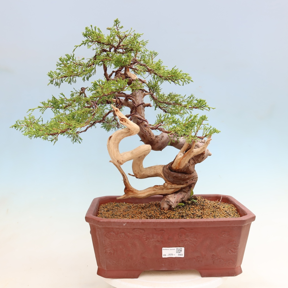 Bonsai voor buiten - Juniperus chinensis Itoigawa-Juniperus chinensis