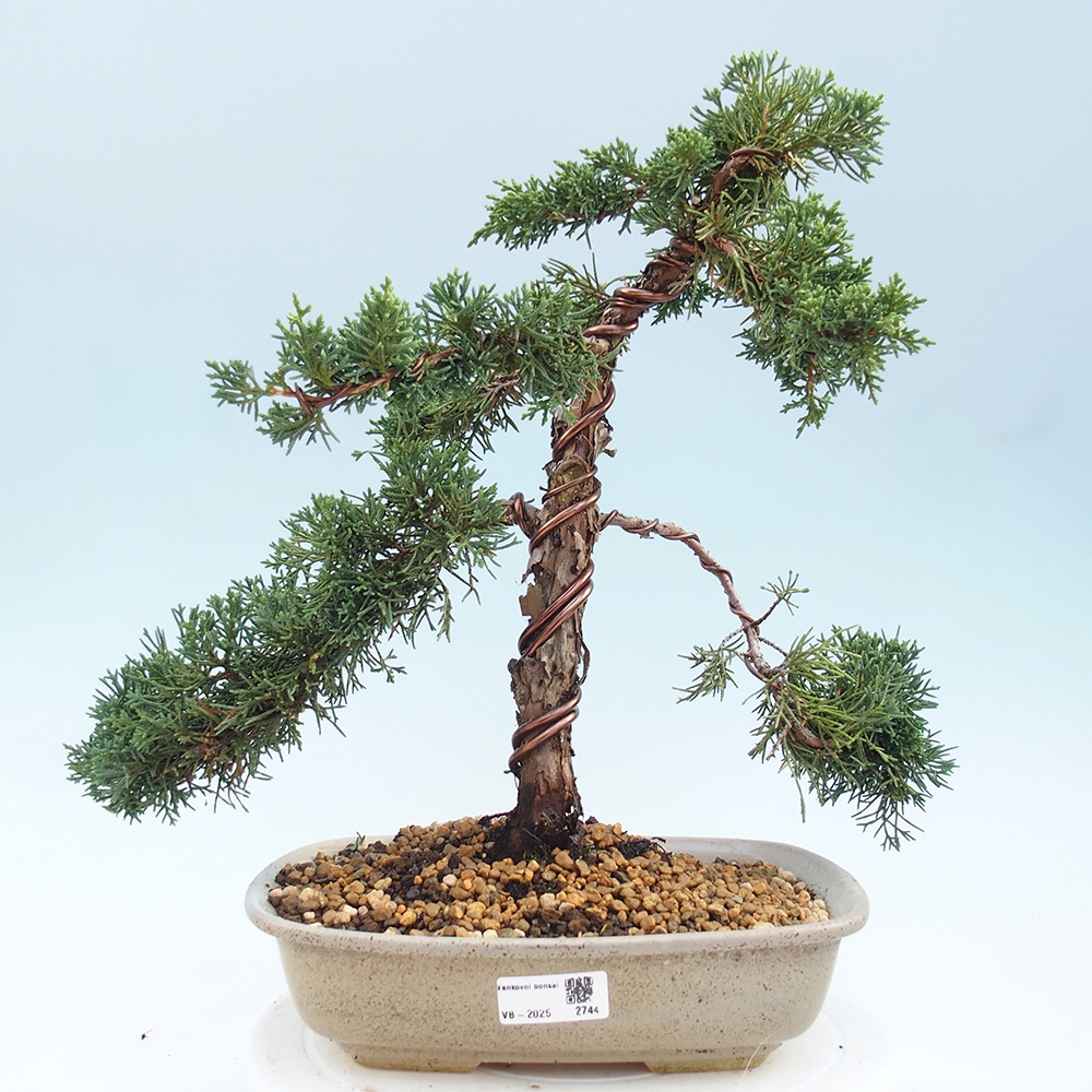 Bonsai voor buiten - Juniperus chinensis Kishu