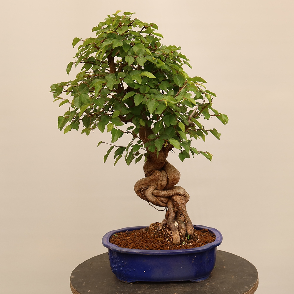 Bonsai voor buiten -Carpinus Coreana - Koreaanse haagbeuk