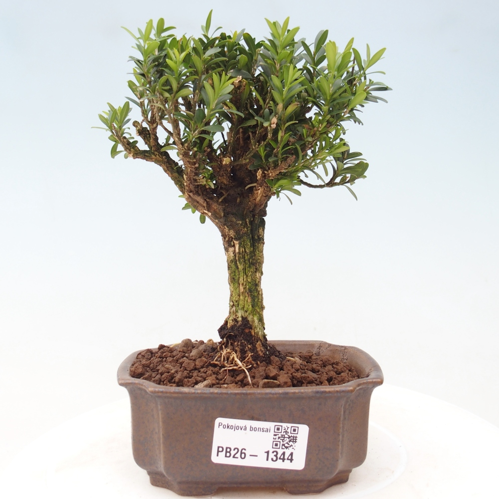 Kamerbonsai - Buxus harlandii - kurk buxus