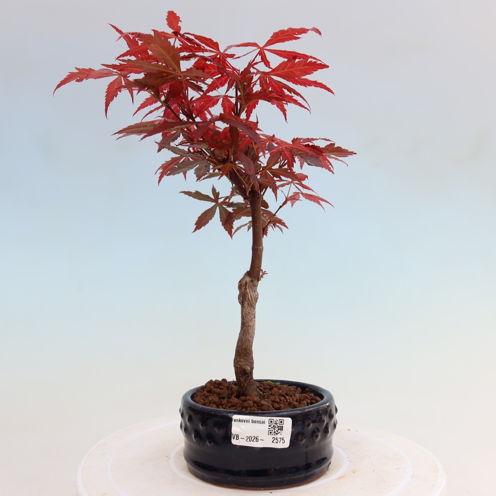 Bonsai voor buiten - Acer palm. Atropurpureum-Javorpalm