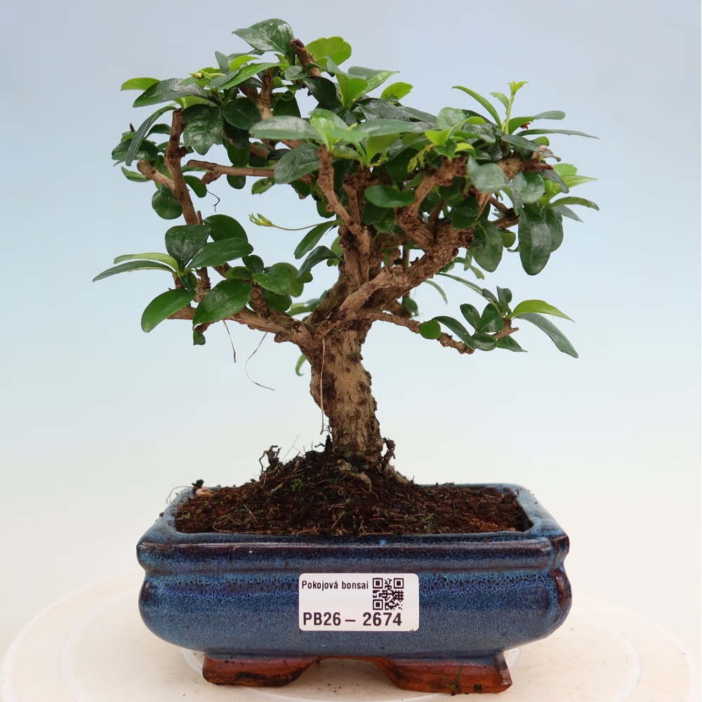 Kamerbonsai - Carmona macrophylla - Thee fuki