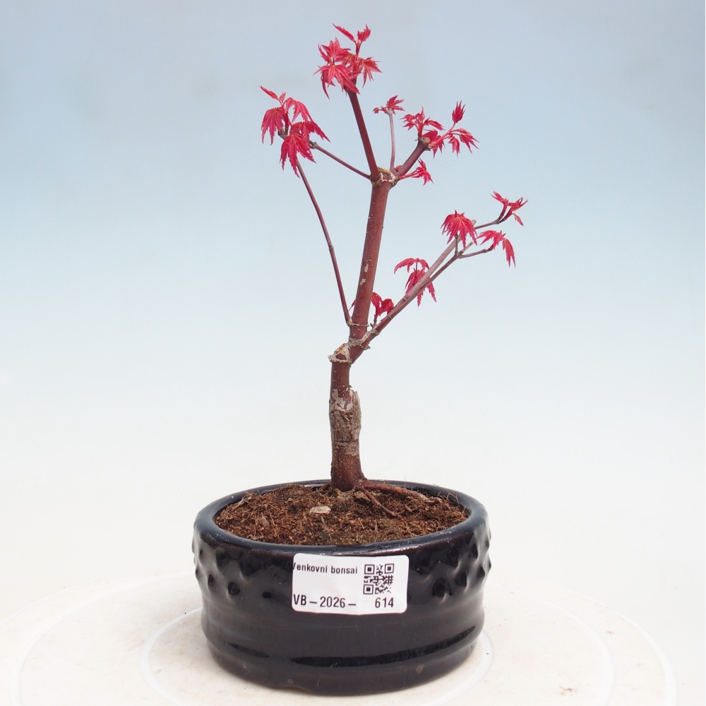 Bonsai voor buiten - Acer palmatum DESHOJO