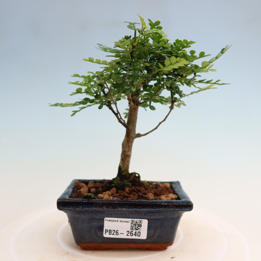 Kamerbonsai - Zantoxylum piperitum - peperboom