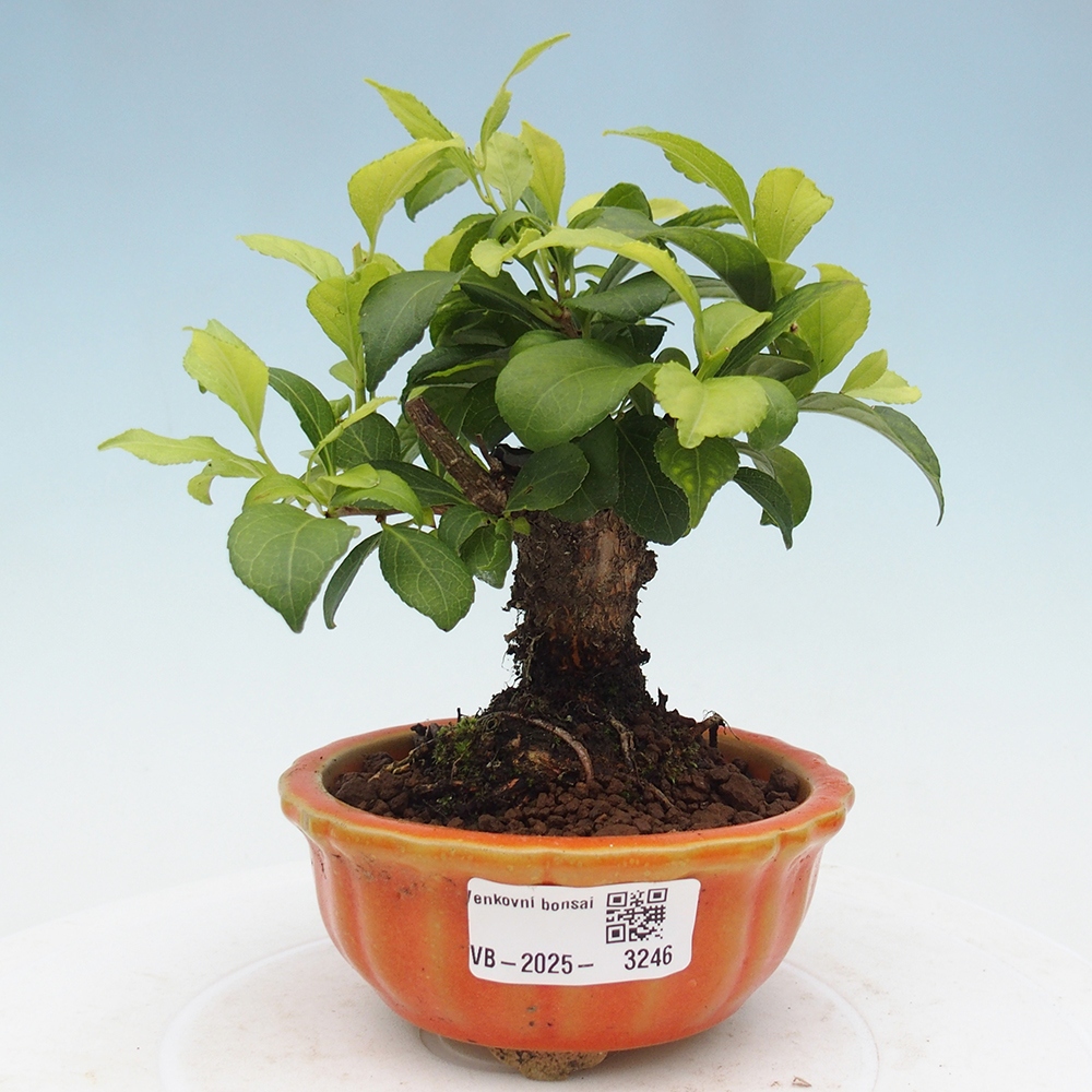 Bonsai voor buiten - Celastrus orbiculatus