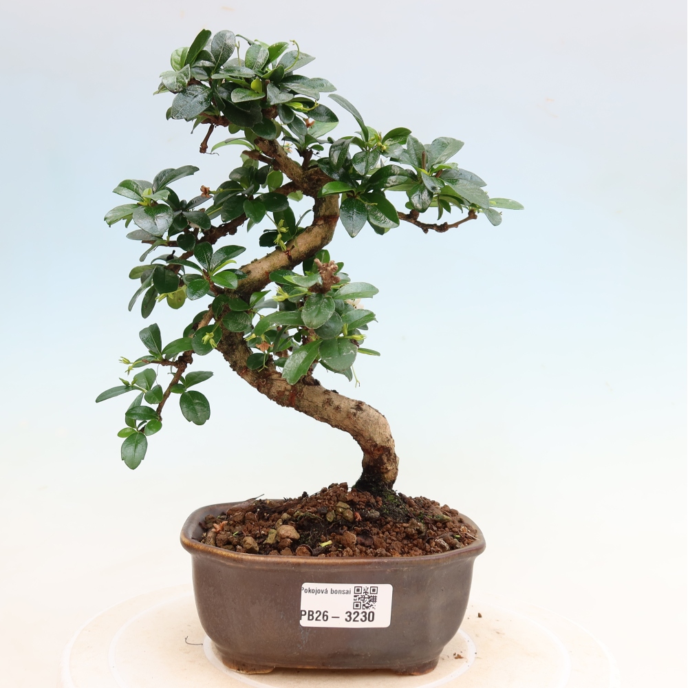 Kamerbonsai - Carmona macrophylla - Thee fuki