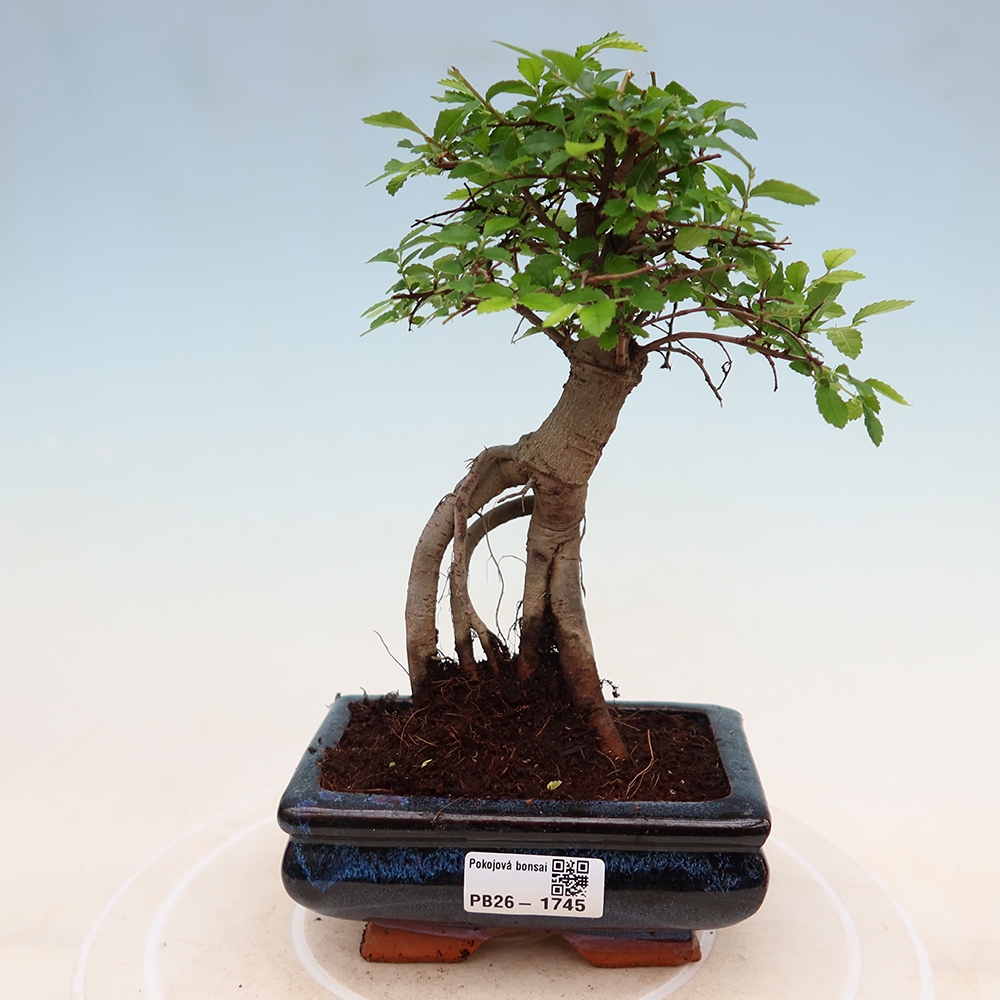 Kamerbonsai - Ulmus parvifolia - Winteriep