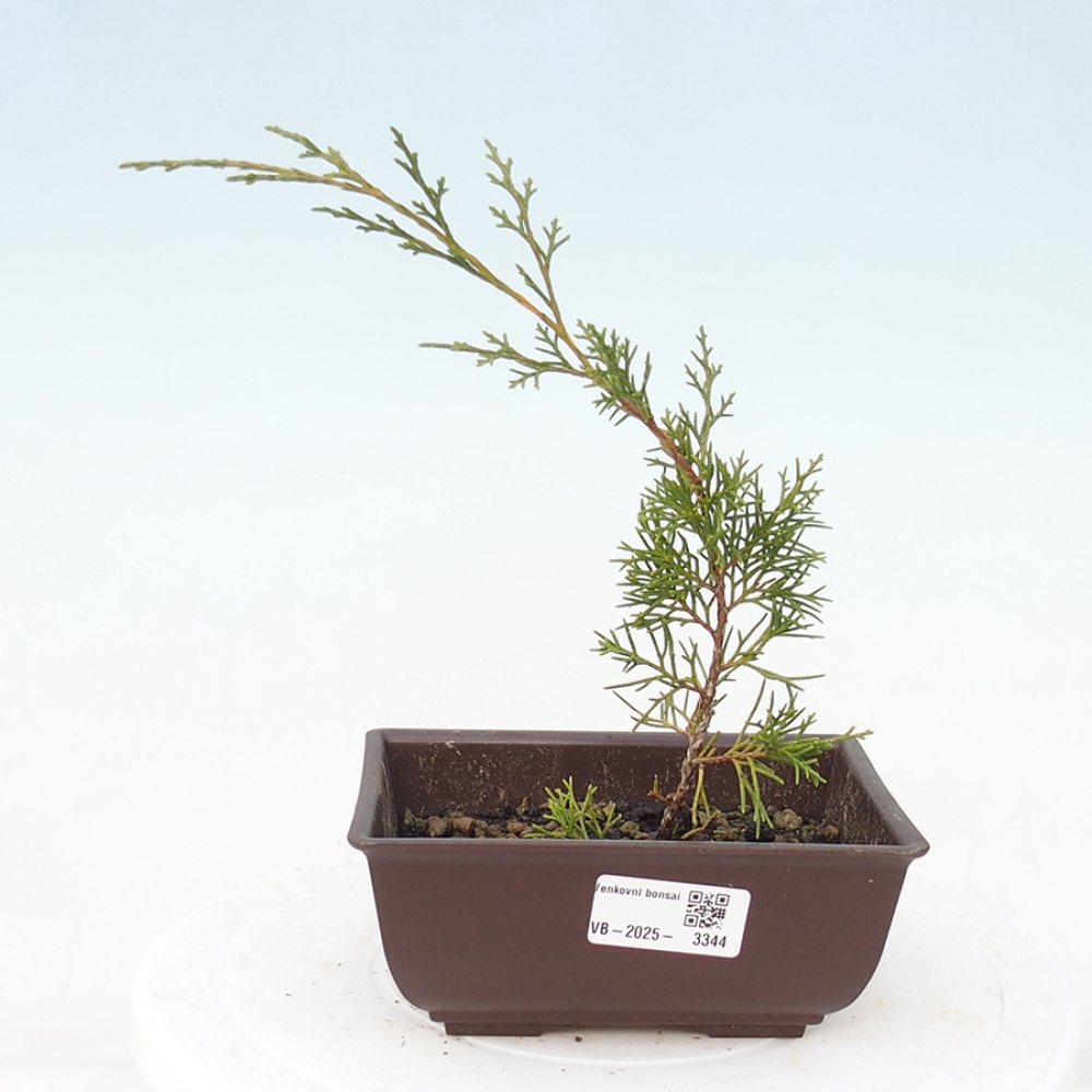 Bonsai voor buiten - Juniperus chinensis Itoigawa