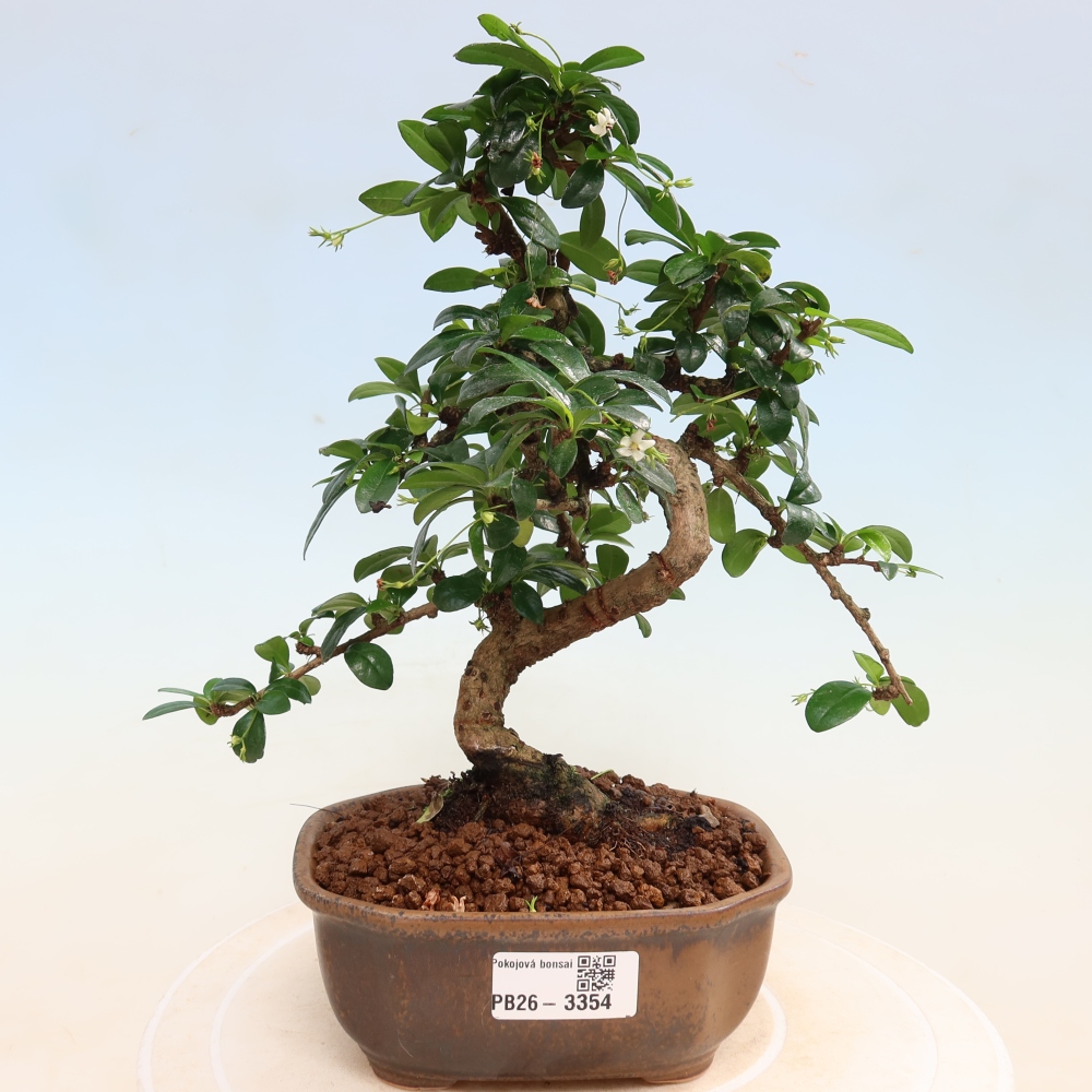 Kamerbonsai - Carmona macrophylla - Thee fuki