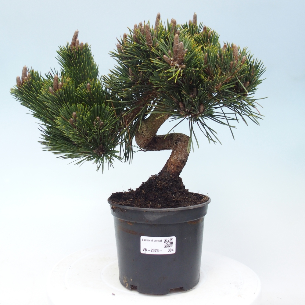 Bonsai voor buiten - Pinus thunbergii senjyumaru - Thunberg den