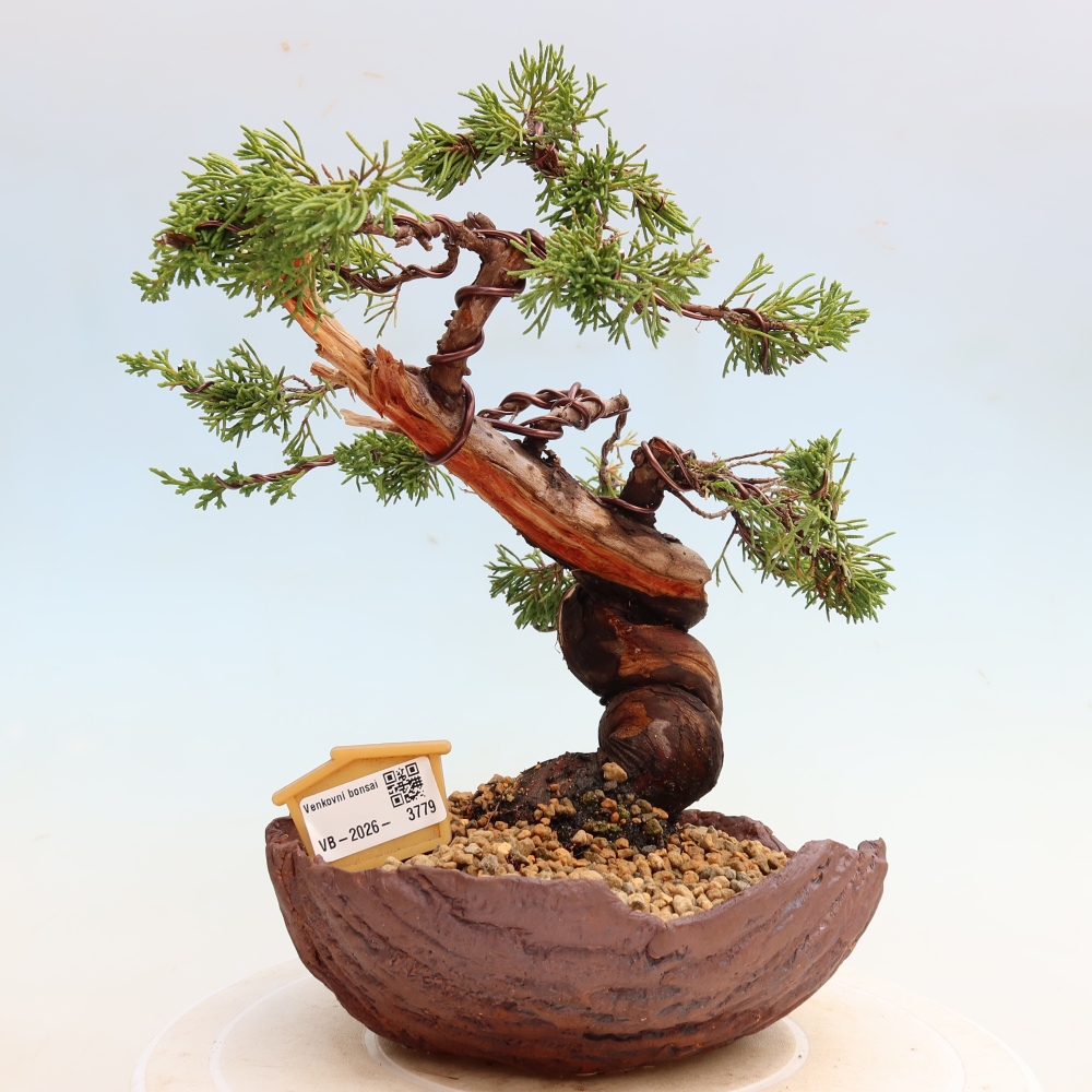 Bonsai voor buiten - Juniperus chinensis Itoigawa-Juniperus chinensis