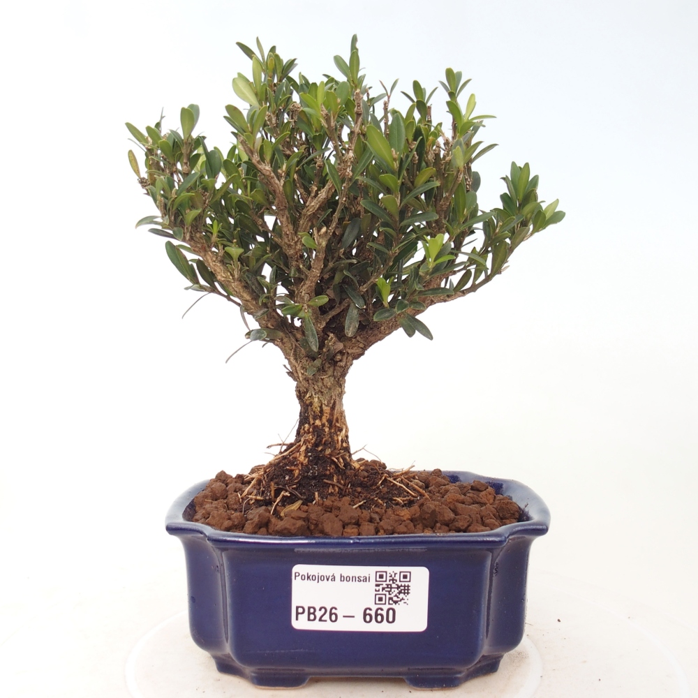 Kamerbonsai - Buxus harlandii - kurk buxus