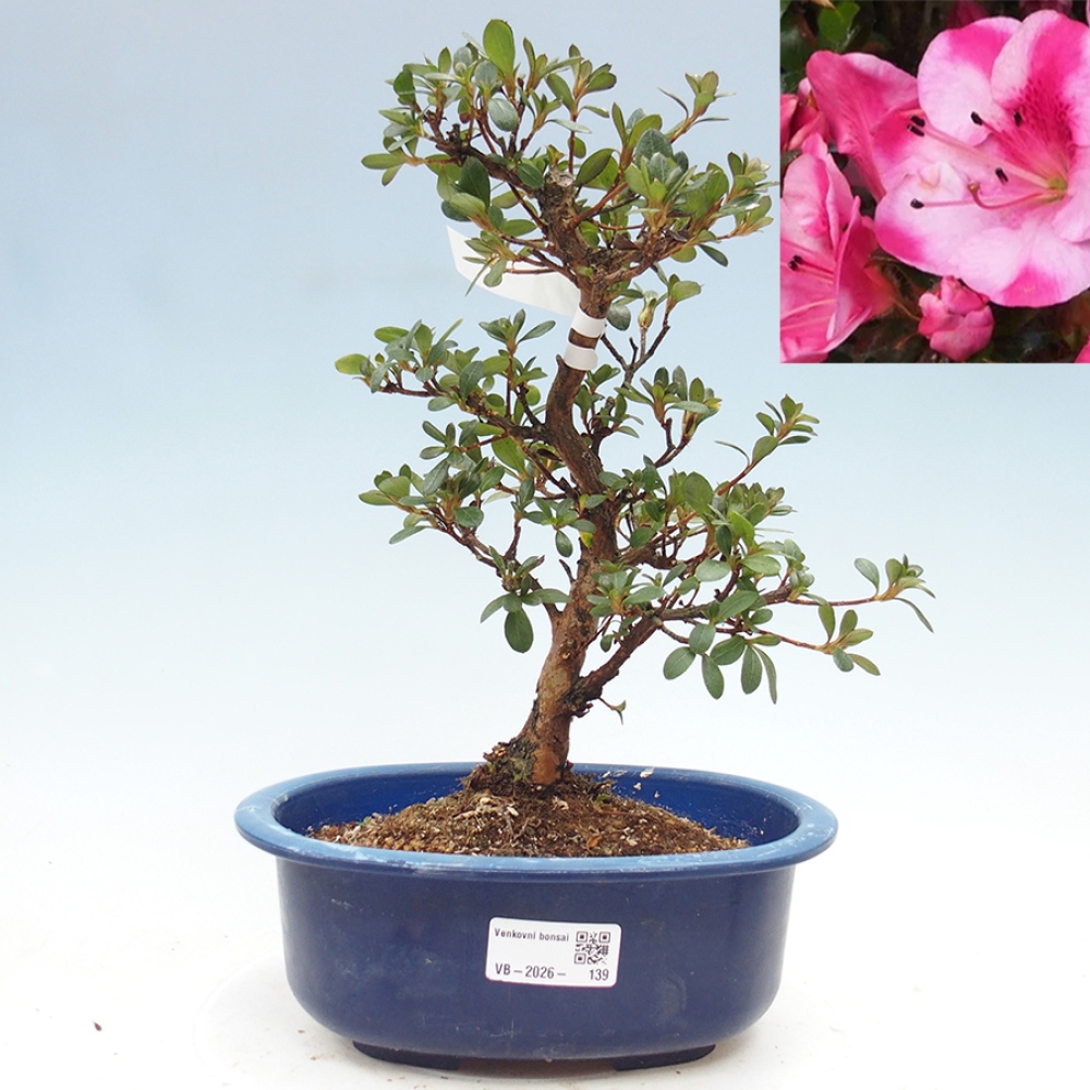Bonsai voor buiten - Japanse Azalea - Azalea Kobai