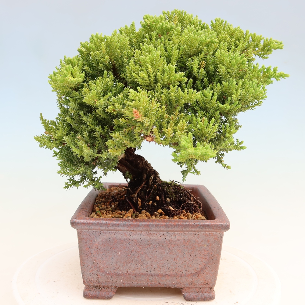 Bonsai voor buiten - Juniperus procumbens - Juniperus procumbens