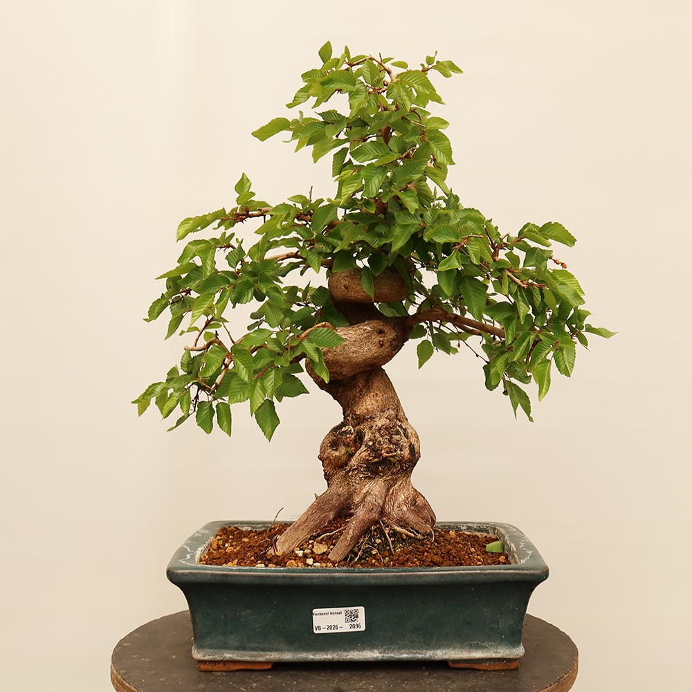 Bonsai voor buiten -Carpinus Coreana - Koreaanse haagbeuk