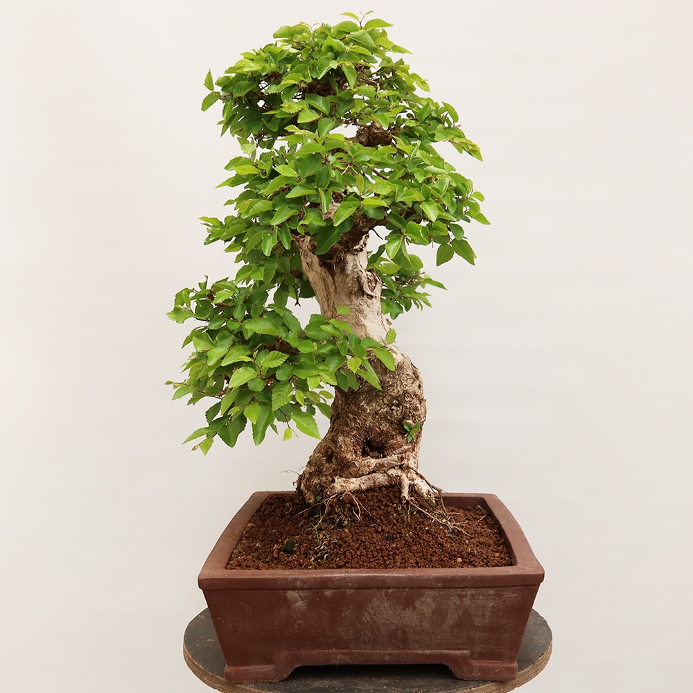 Bonsai voor buiten -Carpinus Coreana - Koreaanse haagbeuk