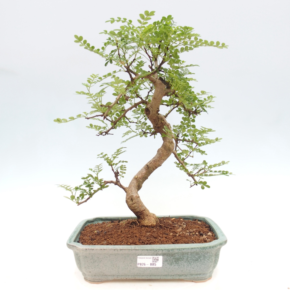 Kamerbonsai - Zantoxylum piperitum - peperboom