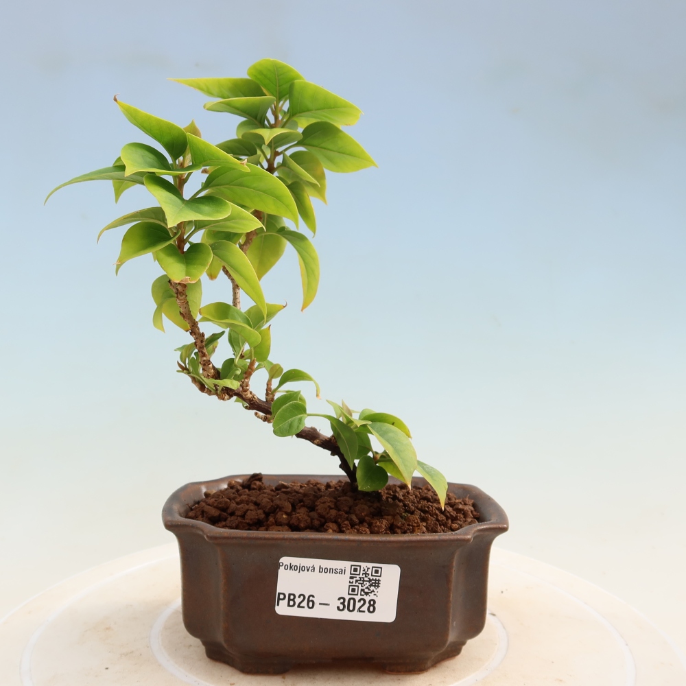Kamerbonsai - Bouganwilea