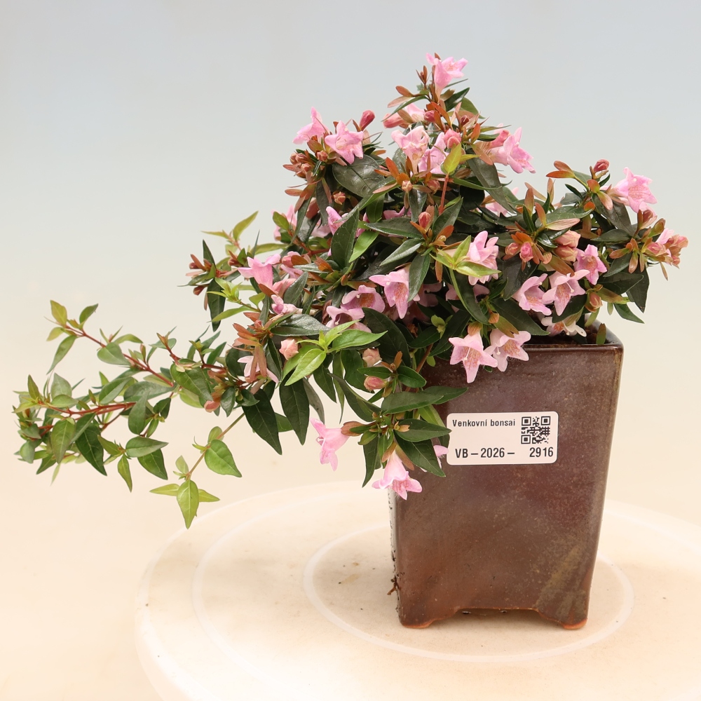 Buitenbonsai - Abelia Edward Goucher - Grootbloemige abelia