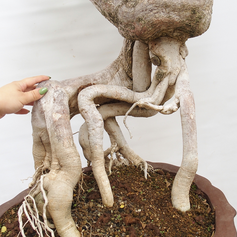 Kamerbonsai - Bouganwilea