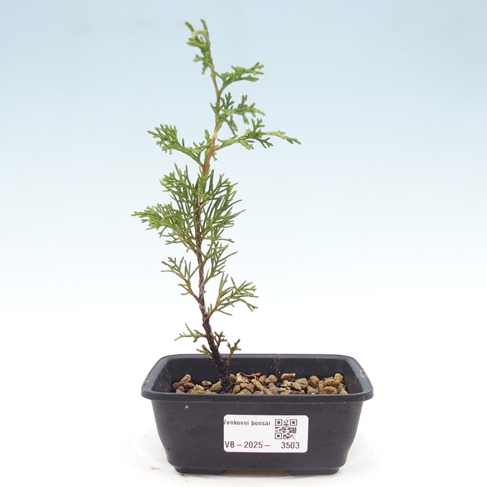 Bonsai voor buiten - Juniperus chinensis Itoigawa