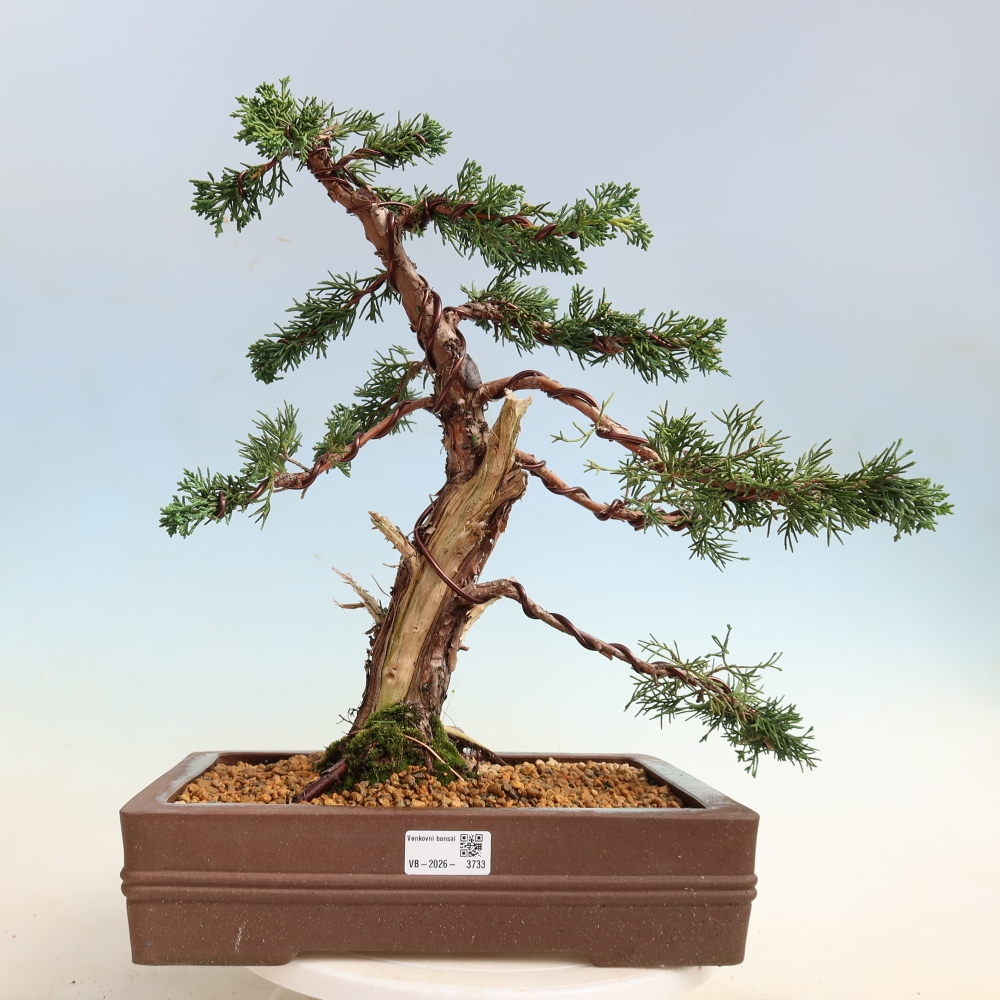 Bonsai voor buiten - Juniperus chinensis Kishu
