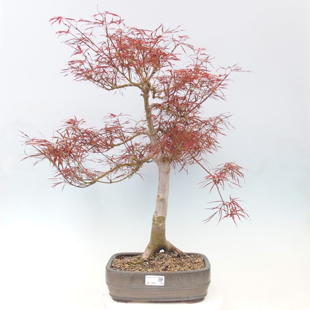 Bonsai voor buiten - Acer palmatum RED PYGMY