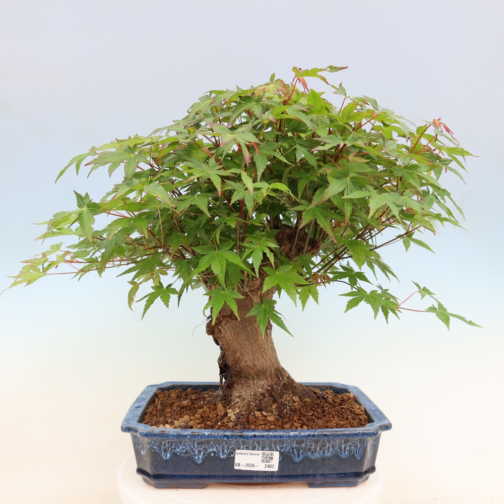 Bonsai voor buiten - Esdoorn Burger - Acer Burgerianum