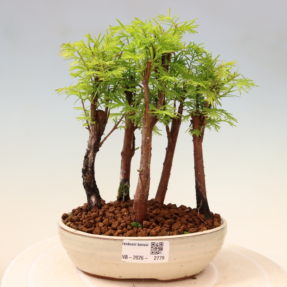 Buitenbonsai - Metasequoia glyptostroboides - Chinese metasequoia - bosje
