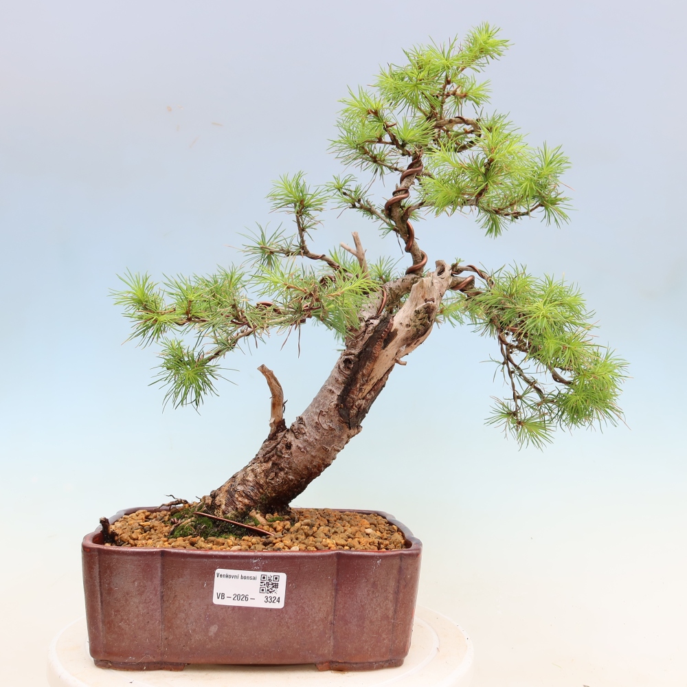 Bonsai voor buiten -Larix decidua - Lariks