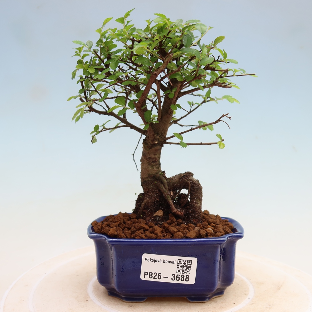 Kamerbonsai - Ulmus parvifolia - Winteriep