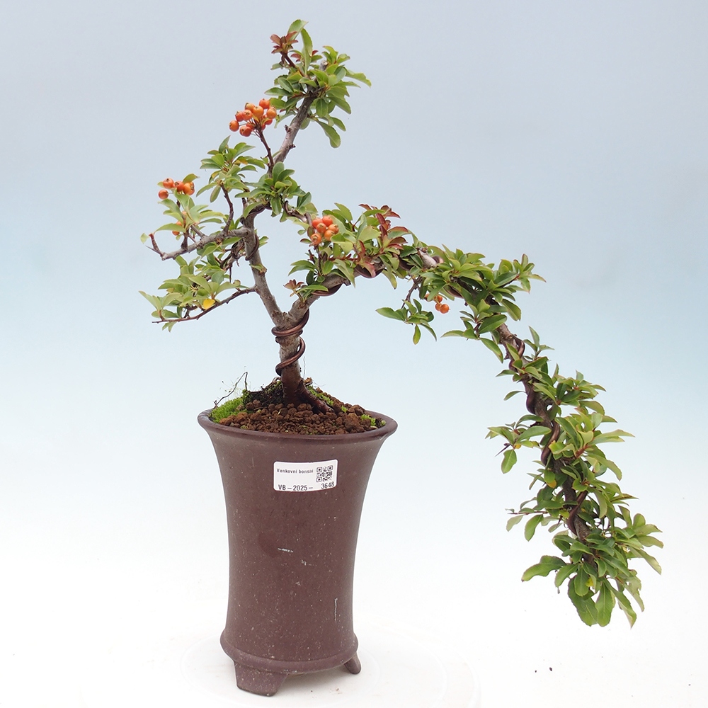 Bonsai-Pyracantha Teton voor buiten -Hlox