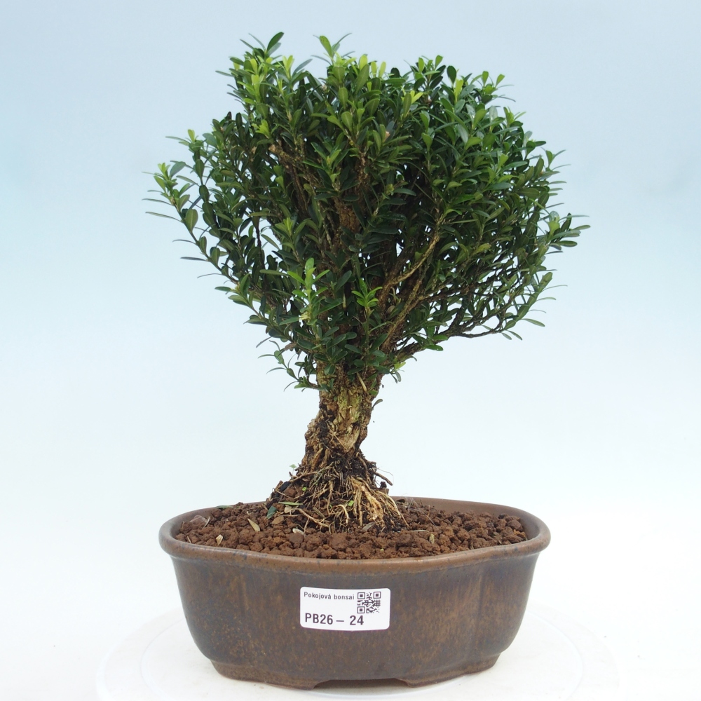 Kamerbonsai - Buxus harlandii - kurk buxus
