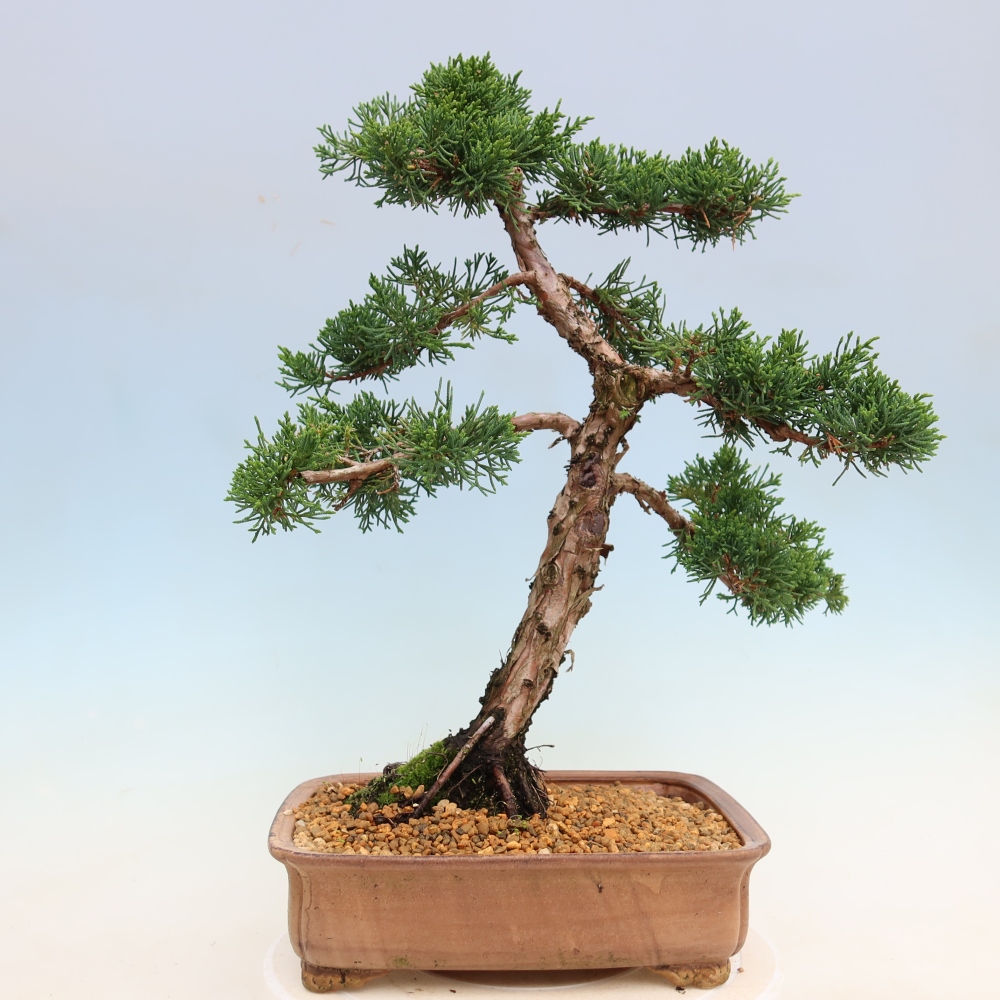 Bonsai voor buiten - Juniperus chinensis Kishu