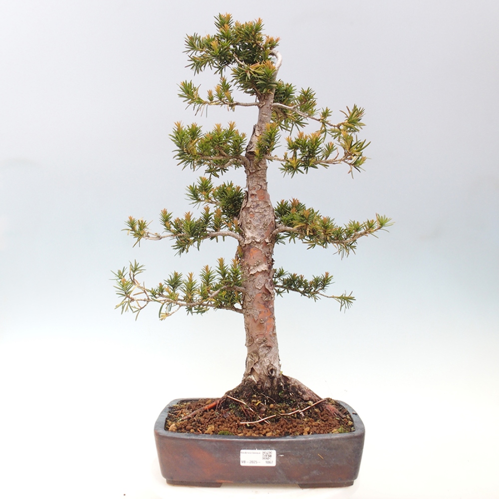 Bonsai voor buiten - Taxus cuspidata - Japanse Taxus